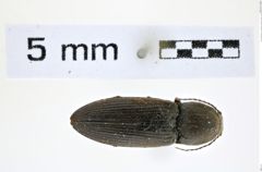 Foto (Dorsalansicht) von Cardiophorus inflatus (Candéze, 1860) (NHMW-ZOO-COL-0008276)